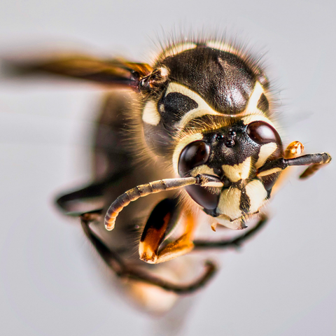Bee-Species-Bald_Faced_Hornet