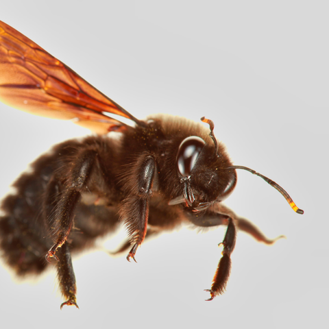 Bee-Species-Carpenter_Bee