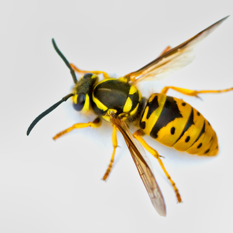 Bee-Species-Eastern_Yellowjacket_Wasp