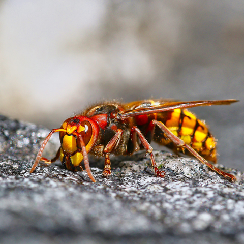 Bee-Species-Killer_Bees