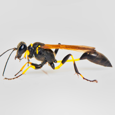 Bee-Species-Solitary_Wasp