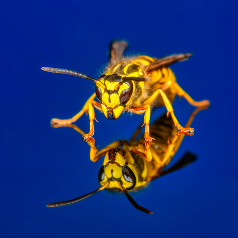 Bee-Species-Southern_Yellowjacket