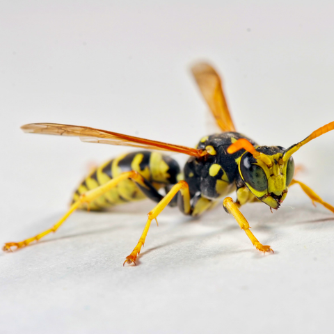Bee-Species-Yellowjacket