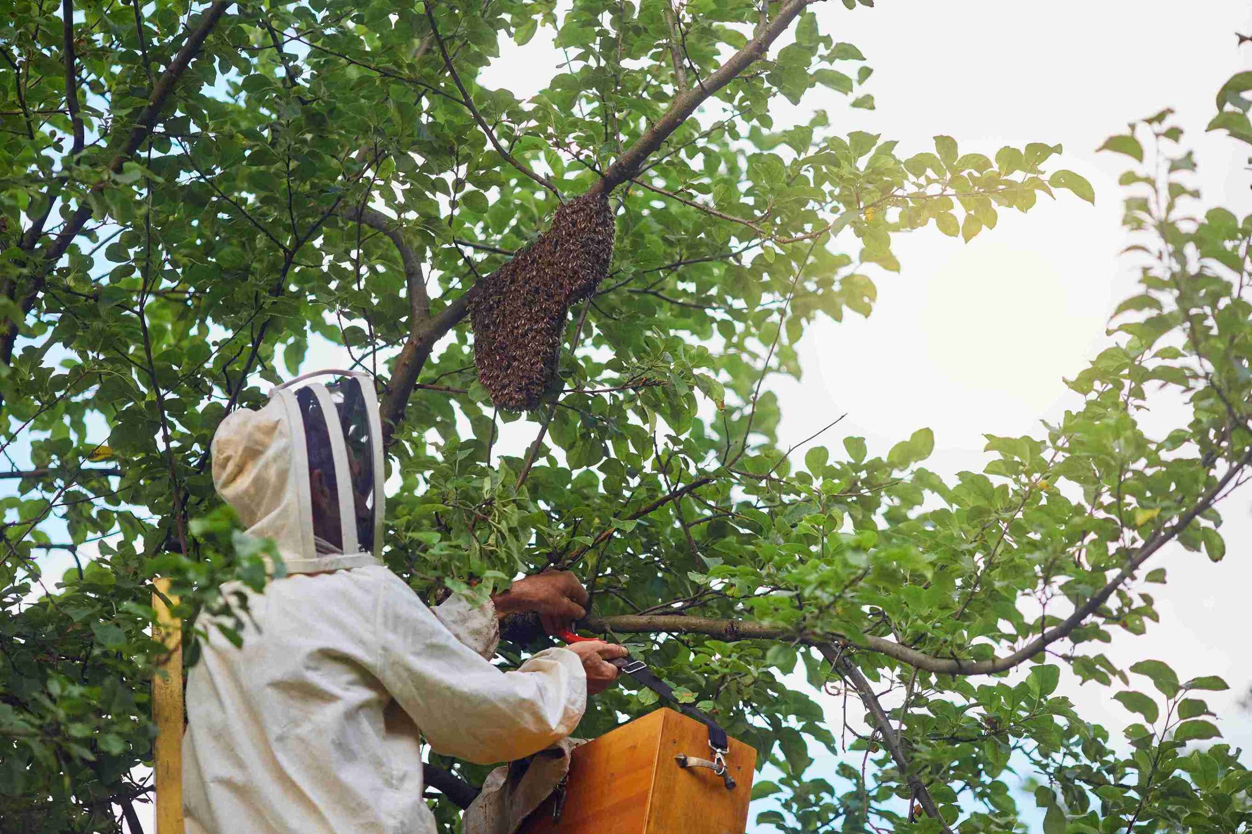 Wasp Control Services in Dallas, TX: A Practical Guide for Homes and Businesses